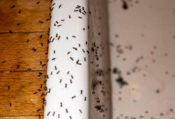 Flea Control Services in New Eagle, PA