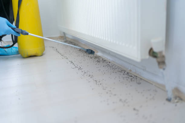 Reliable New Eagle, PA Pest Control Solutions